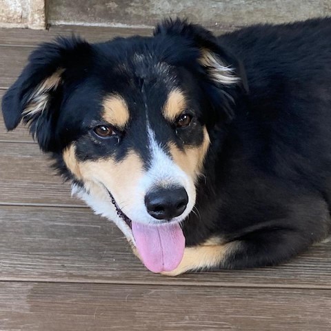 Littleman, an adoptable Collie in Austin, TX, 78704 | Photo Image 4