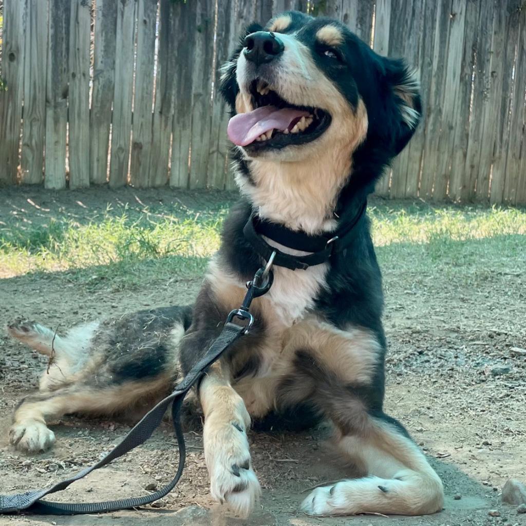 Littleman, an adoptable Collie in Austin, TX, 78704 | Photo Image 4