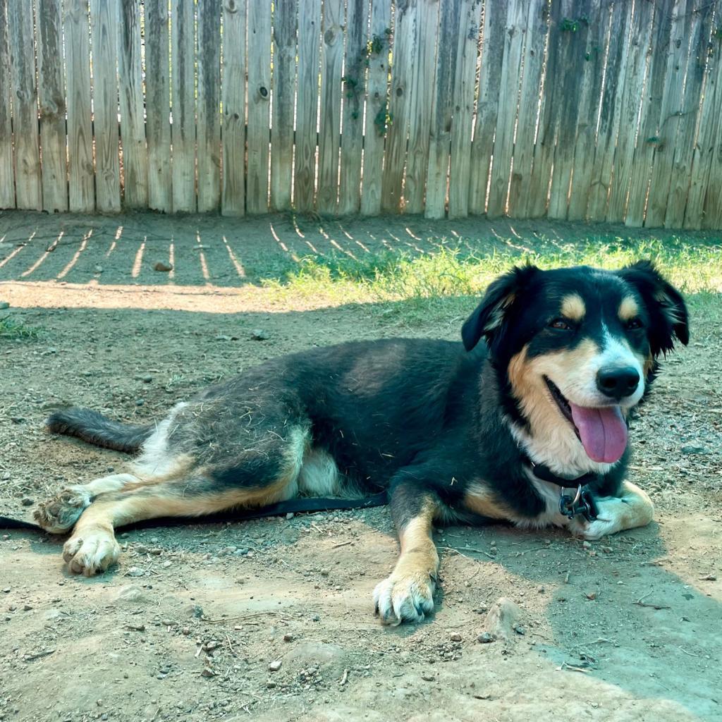 Littleman, an adoptable Collie in Austin, TX, 78704 | Photo Image 4