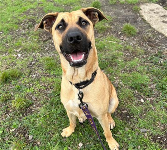 Dog for adoption - SHEBA, a Black Mouth Cur Mix in McKinleyville, CA ...