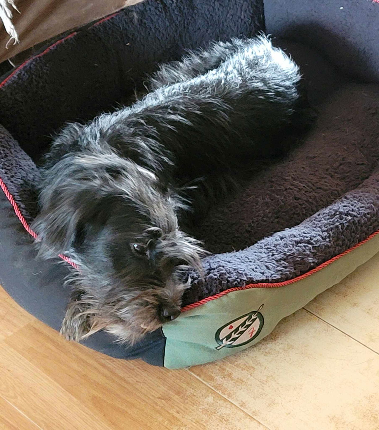 Kenickie, an adoptable Terrier, Poodle in Tucson, AZ, 85710 | Photo Image 1