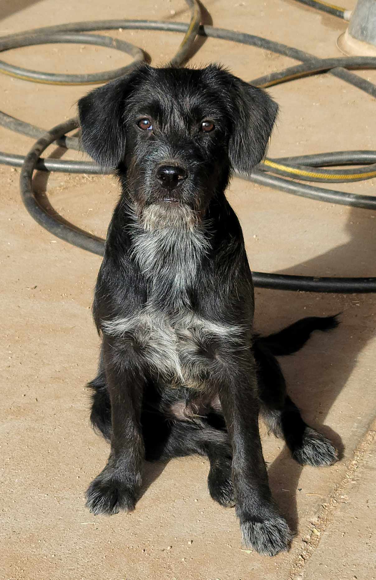 Kenickie, an adoptable Terrier, Poodle in Tucson, AZ, 85710 | Photo Image 3