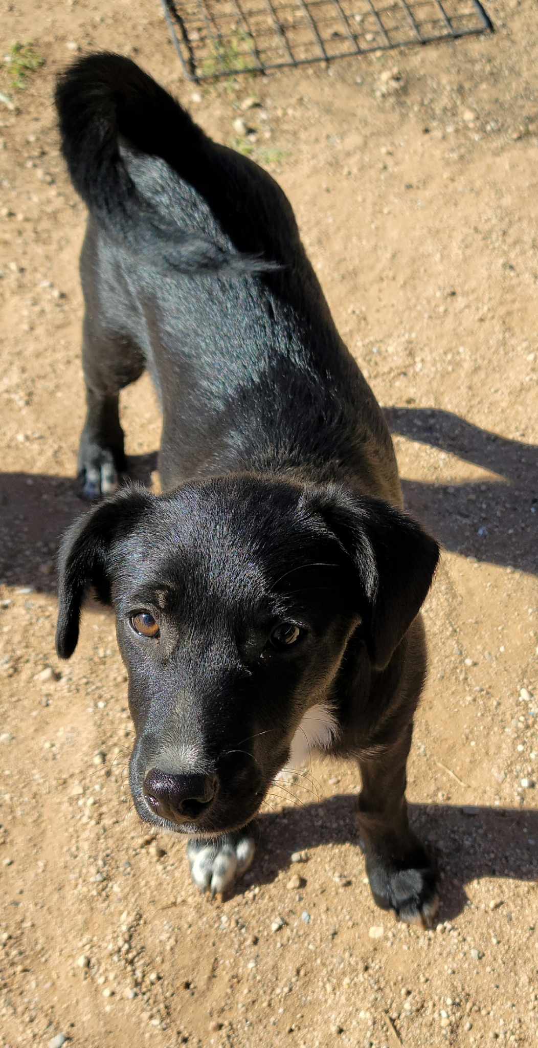 Doody aka Dodie, an adoptable Poodle, Cattle Dog in Tucson, AZ, 85710 | Photo Image 2