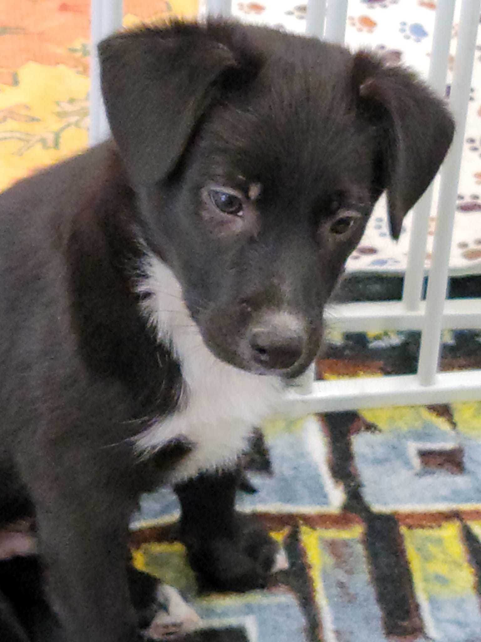 Doody aka Dodie, an adoptable Poodle, Cattle Dog in Tucson, AZ, 85710 | Photo Image 3