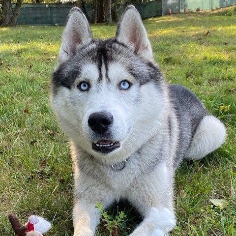 Husky petfinder hot sale