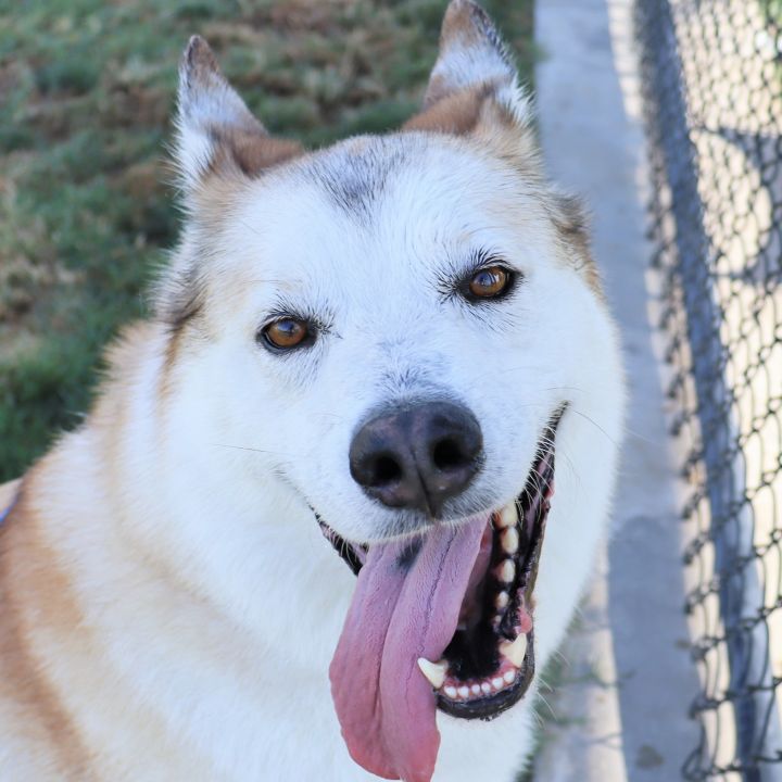 Space Ghost, an adopted Siberian Husky in Clovis, CA_image-2