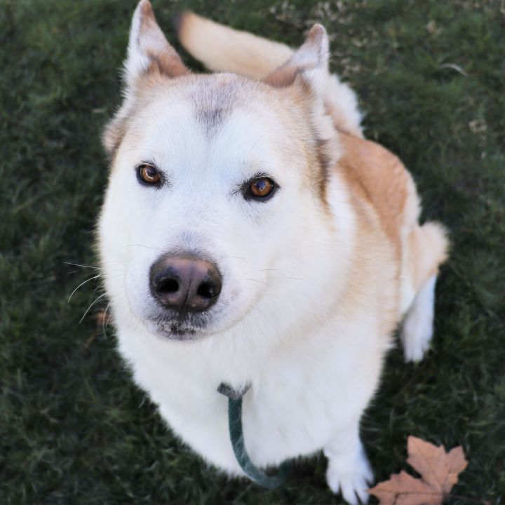 Space Ghost, an adopted Siberian Husky in Clovis, CA_image-5