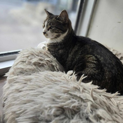 Henrietta, an adoptable American Shorthair, Domestic Short Hair in North Battleford, SK, S9A 2M7 | Photo Image 1