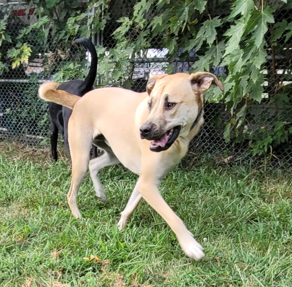 Ponyboy, an adoptable Mastiff, Yellow Labrador Retriever in Stover, MO, 65078 | Photo Image 1