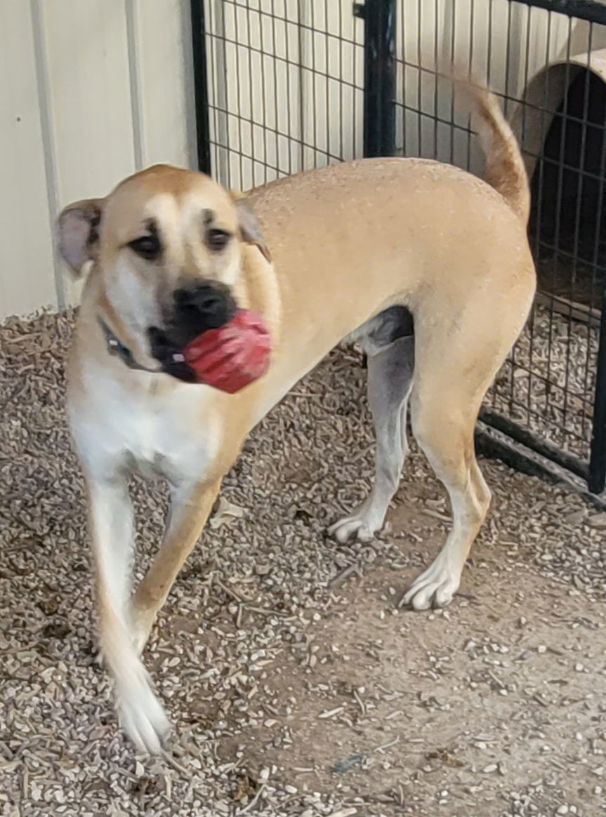 Ponyboy, an adoptable Mastiff, Yellow Labrador Retriever in Stover, MO, 65078 | Photo Image 2