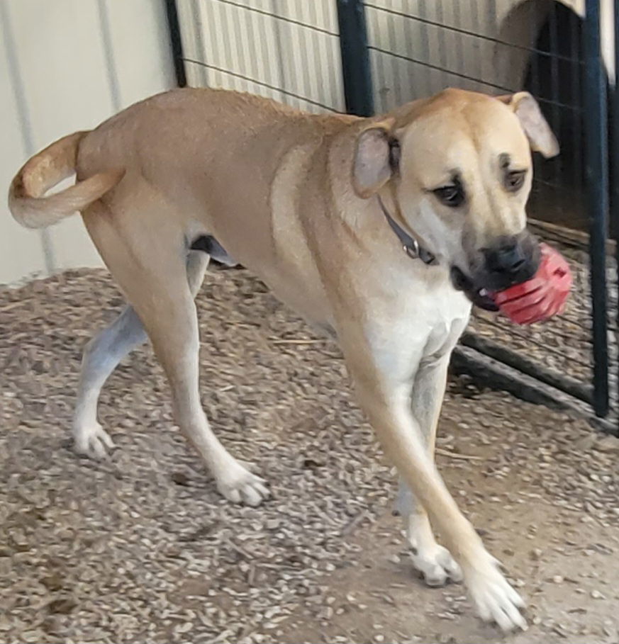 Ponyboy, an adoptable Mastiff, Yellow Labrador Retriever in Stover, MO, 65078 | Photo Image 3