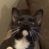 Aro