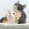 Foxie and Honie