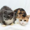 Foxie and Honie