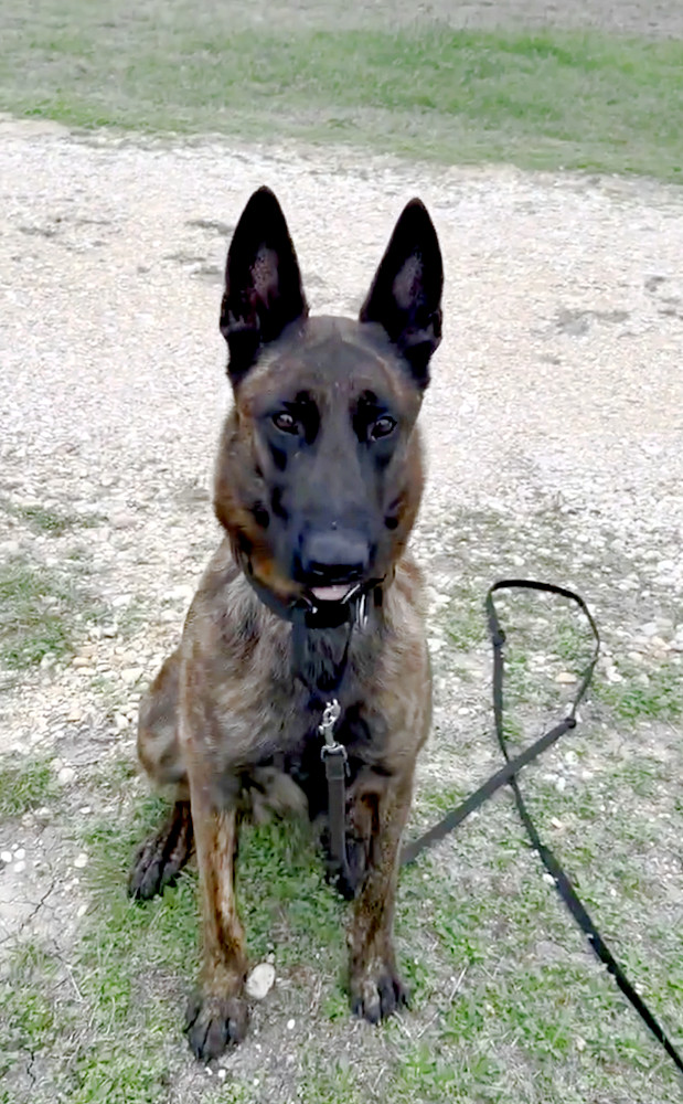 Cain - located in TX, an adoptable Dutch Shepherd in Imlay City, MI, 48444 | Photo Image 1