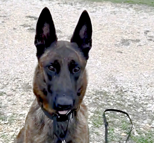 Cain - located in TX, an adoptable Dutch Shepherd in Imlay City, MI, 48444 | Photo Image 2