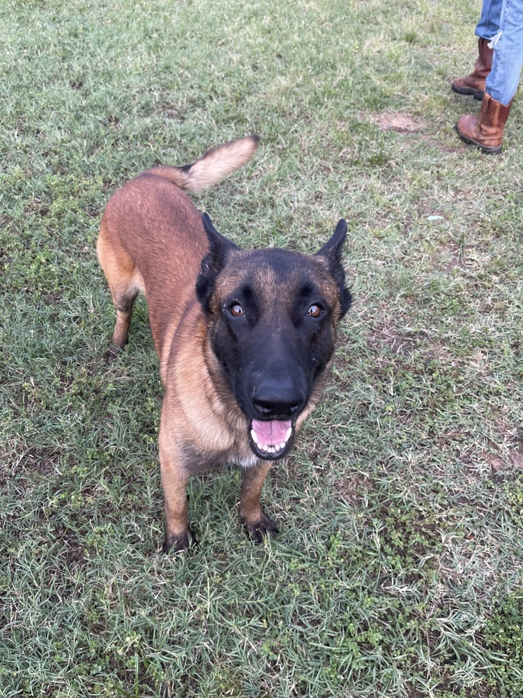 Scout - Located in Texas