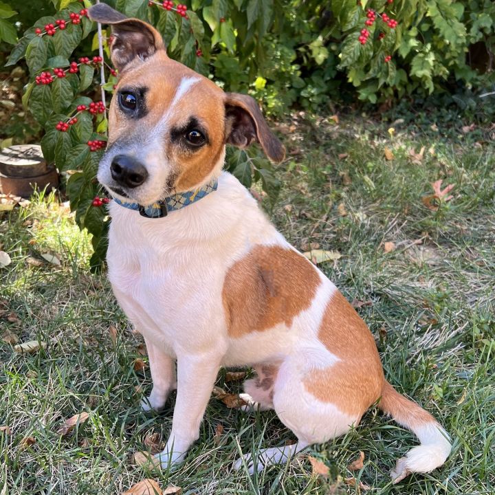 Jack russell best sale and beagle mix