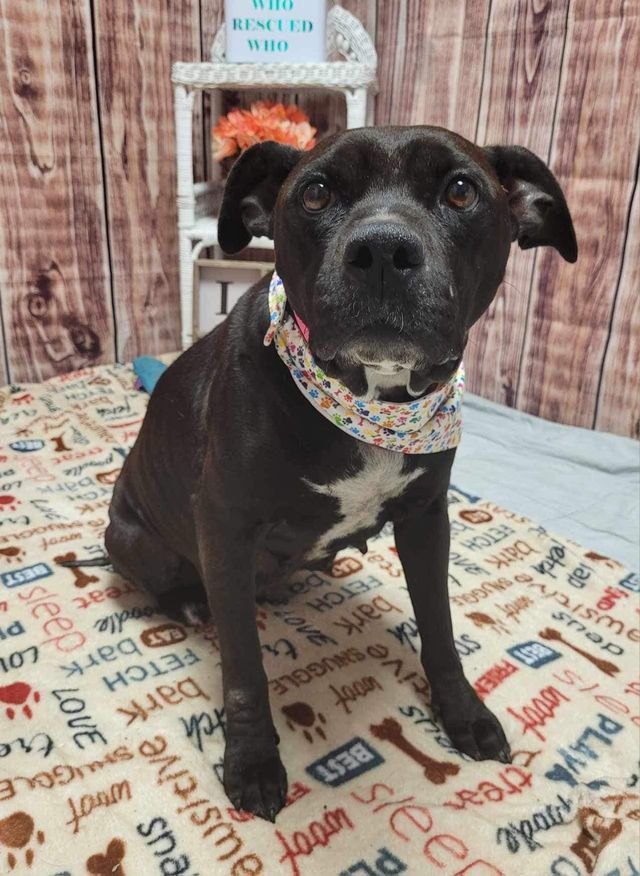 Dog for adoption - Zesty (A159407), an American Staffordshire Terrier in  Detroit, MI