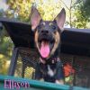 Ellison photo 1