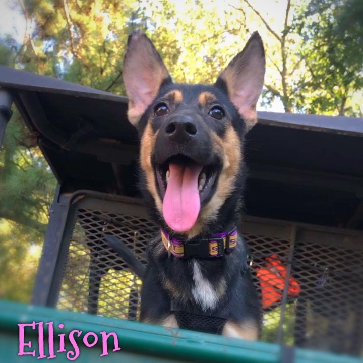 Dog for adoption Ellison a German Shepherd Dog in Longview TX