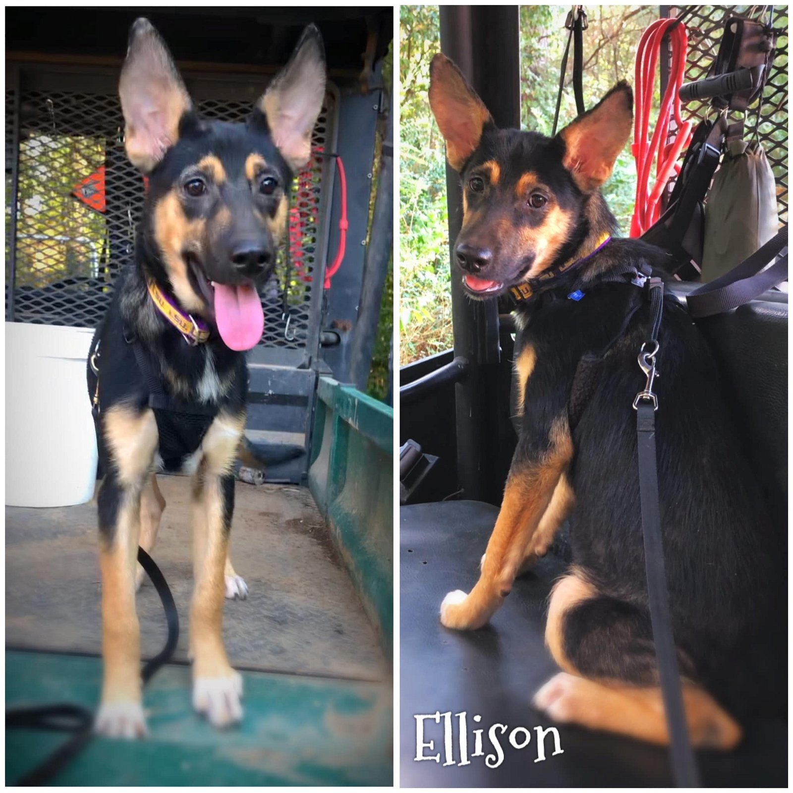 Ellison, an adoptable German Shepherd Dog in Longview, TX, 75605 | Photo Image 2