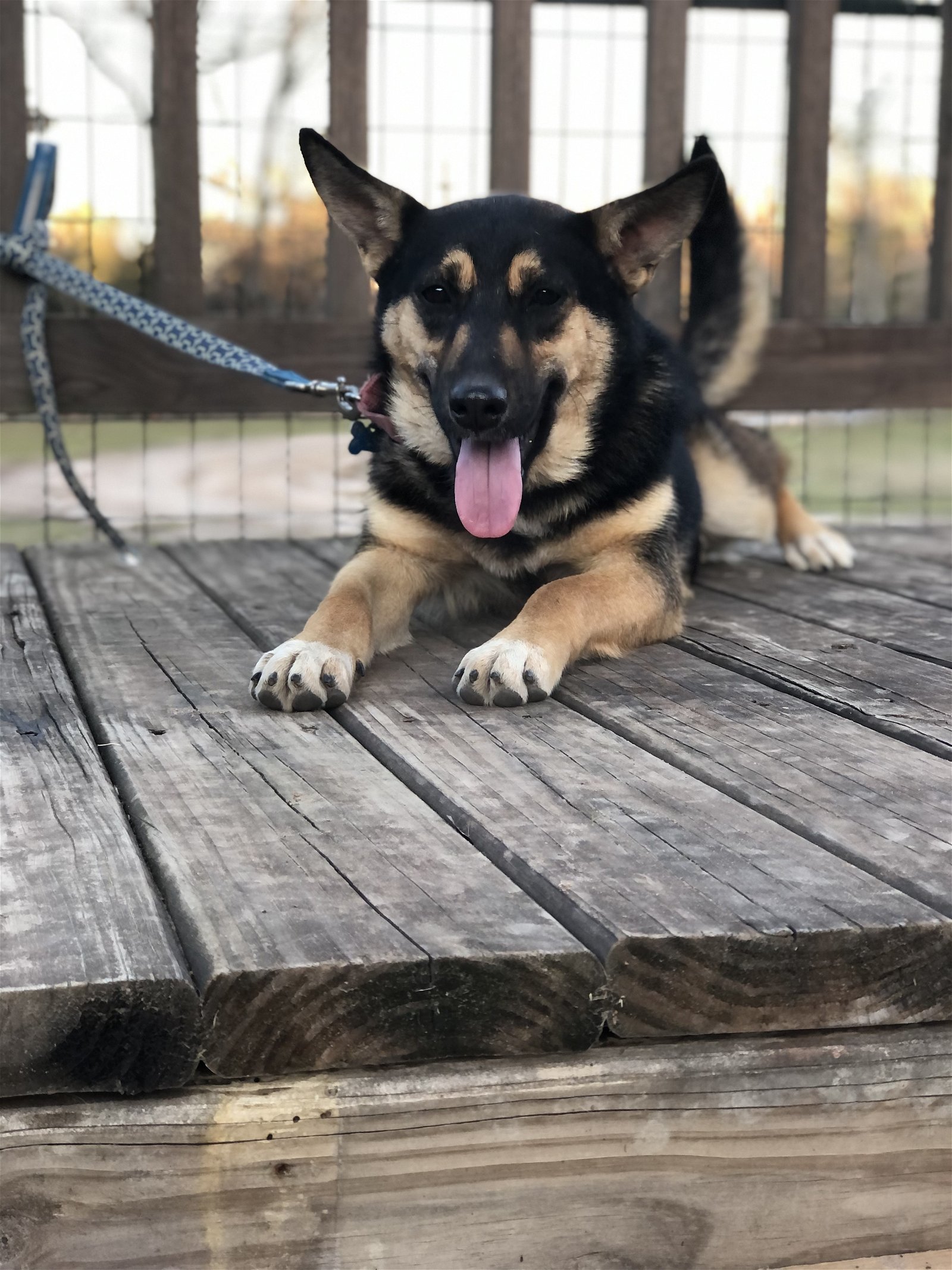 Ellison, an adoptable German Shepherd Dog in Longview, TX, 75605 | Photo Image 3