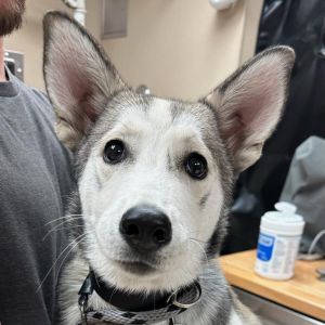 Dog for adoption - BUSTER & POSEY , a Husky in Rancho Cucamonga