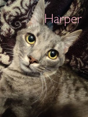 Harper