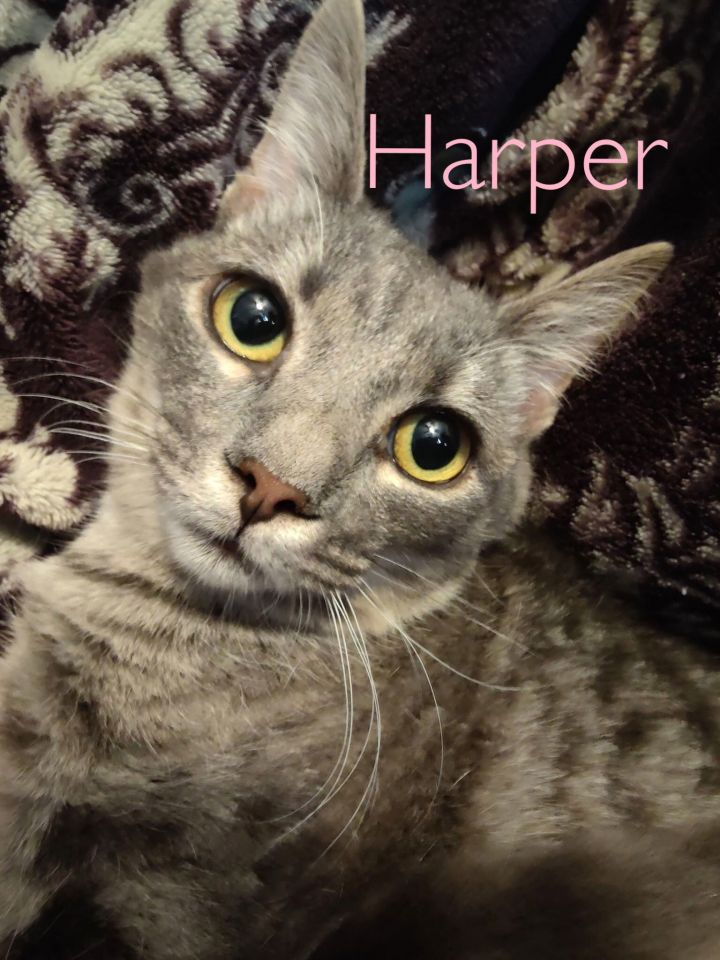 Harper 1