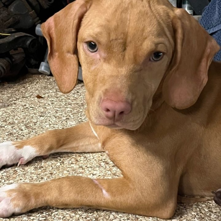 Vizsla dogs sale for adoption