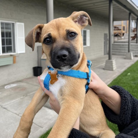 Jeff 27559, an adoptable Shepherd, Mixed Breed in Bend, OR, 97702 | Photo Image 5