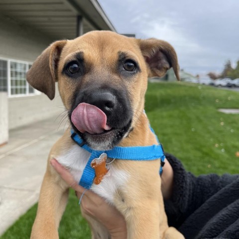 Jeff 27559, an adoptable Shepherd, Mixed Breed in Bend, OR, 97702 | Photo Image 6