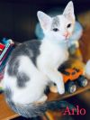 Arlo
