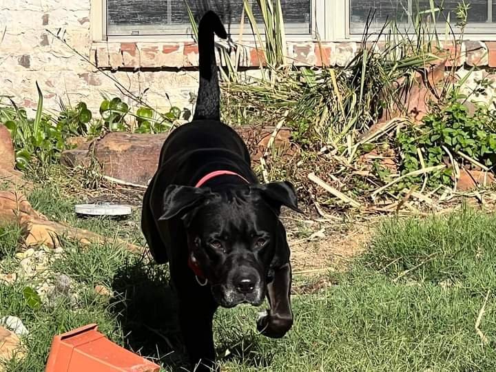 Rollo, an adoptable Black Labrador Retriever Mix in Weatherford, TX_image-3