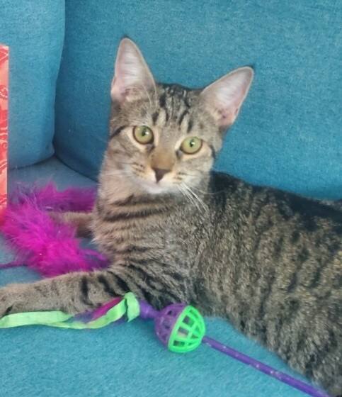 Rotini, an adoptable Domestic Short Hair in Rochester, NY, 14626 | Photo Image 1