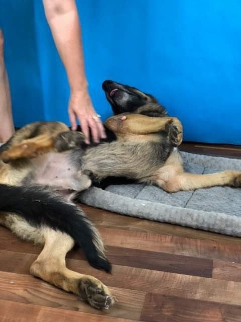 Triston, an adoptable German Shepherd Dog Mix in Weatherford, TX_image-3
