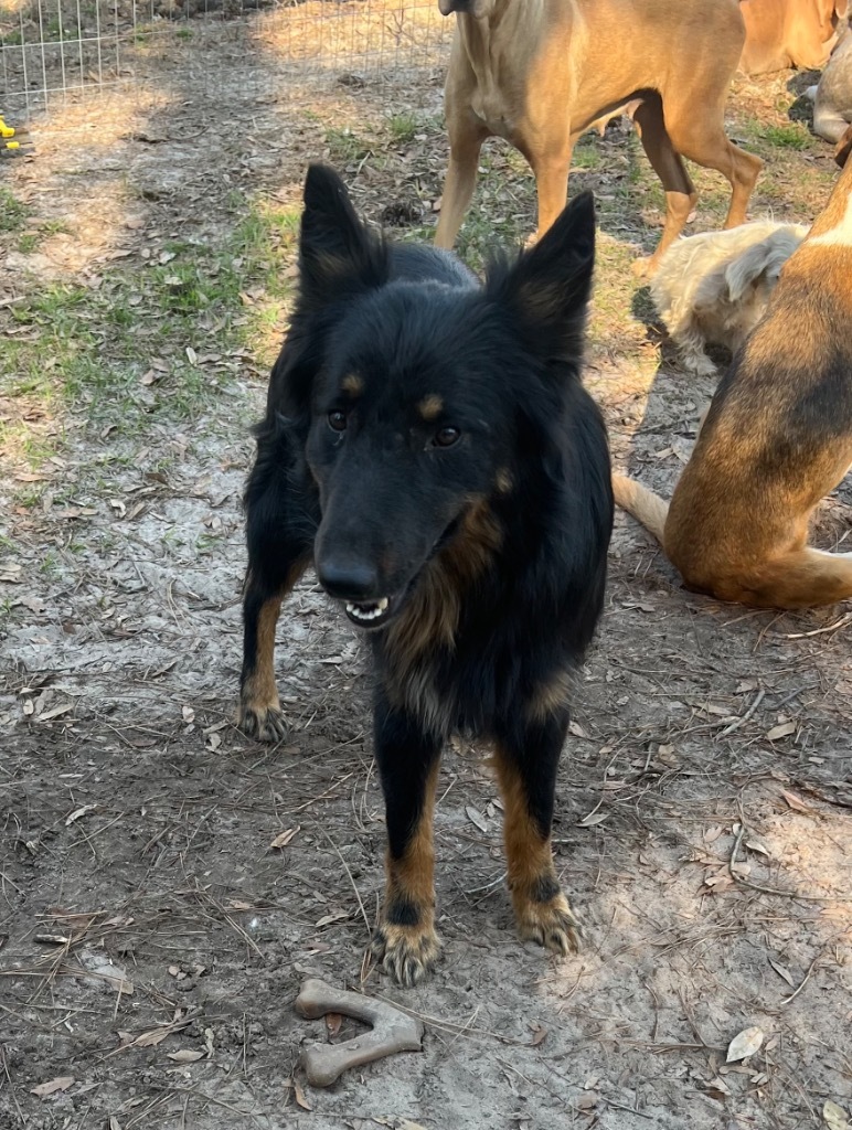 Taboo, an adoptable Belgian Shepherd / Sheepdog, Australian Shepherd in Waynesville, GA, 31566 | Photo Image 1