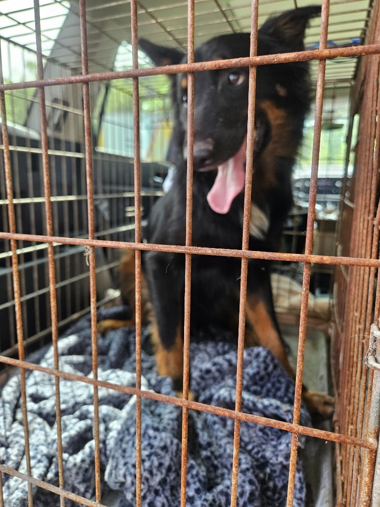 Taboo, an adoptable Belgian Shepherd / Sheepdog, Australian Shepherd in Waynesville, GA, 31566 | Photo Image 2