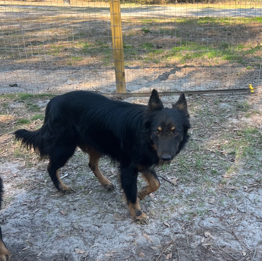 Taboo, an adoptable Belgian Shepherd / Sheepdog, Australian Shepherd in Waynesville, GA, 31566 | Photo Image 3