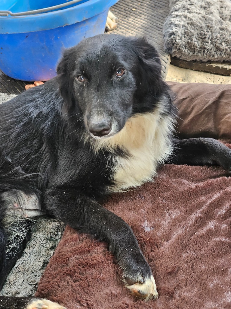 Breeze, an adoptable Australian Shepherd, Belgian Shepherd / Sheepdog in Waynesville, GA, 31566 | Photo Image 1