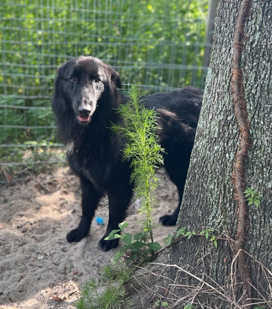 Roman, an adoptable Belgian Shepherd / Sheepdog, Australian Shepherd in Waynesville, GA, 31566 | Photo Image 1