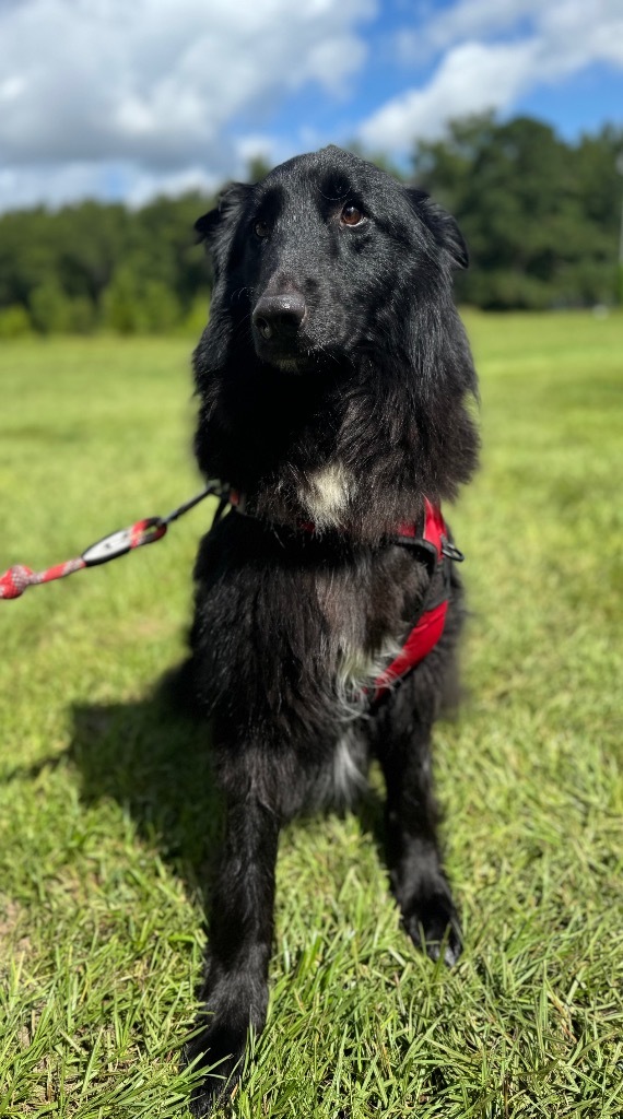 Roman, an adoptable Belgian Shepherd / Sheepdog, Australian Shepherd in Waynesville, GA, 31566 | Photo Image 1