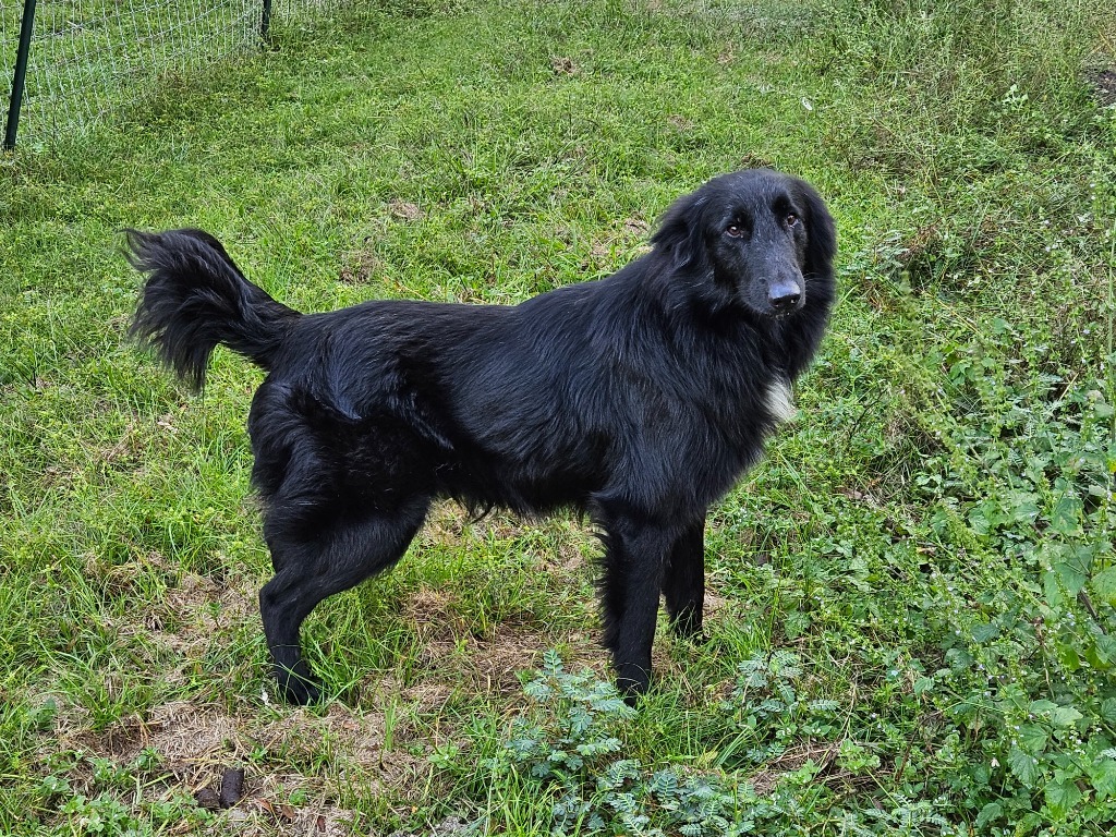 Roman, an adoptable Belgian Shepherd / Sheepdog, Australian Shepherd in Waynesville, GA, 31566 | Photo Image 2