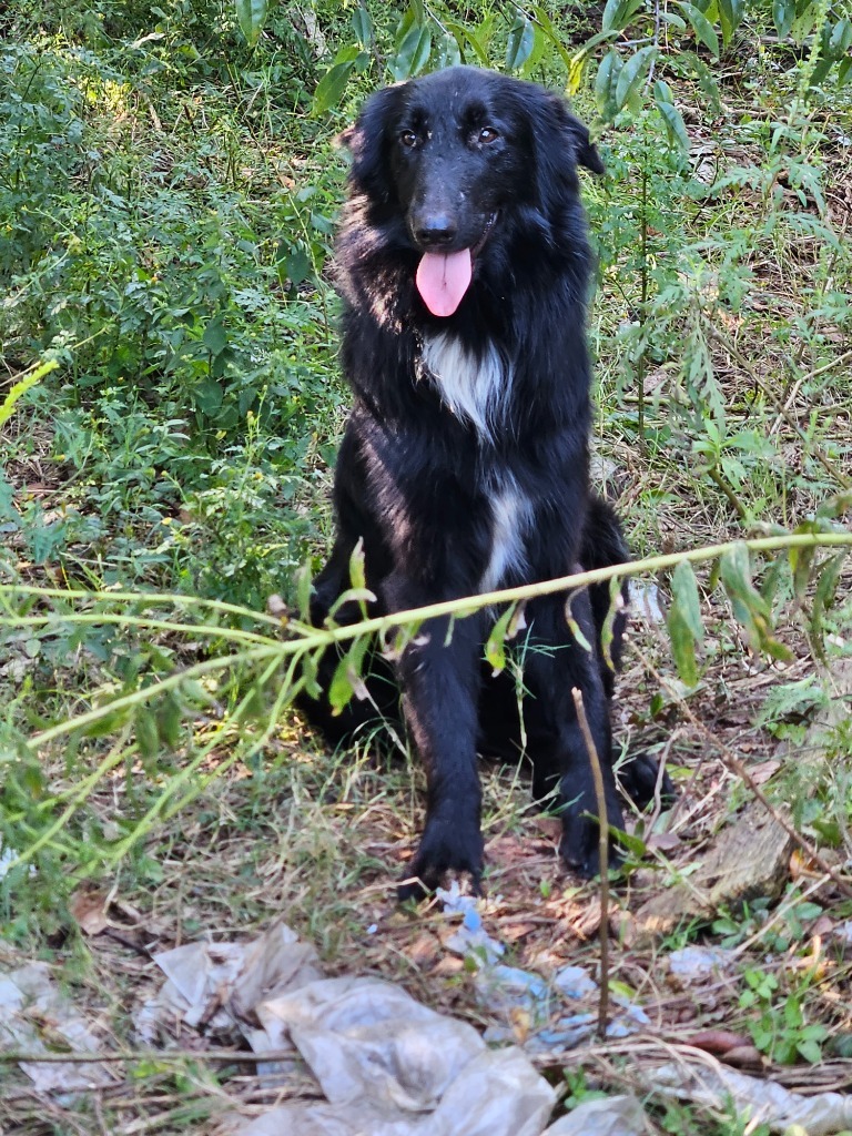 Roman, an adoptable Belgian Shepherd / Sheepdog, Australian Shepherd in Waynesville, GA, 31566 | Photo Image 3