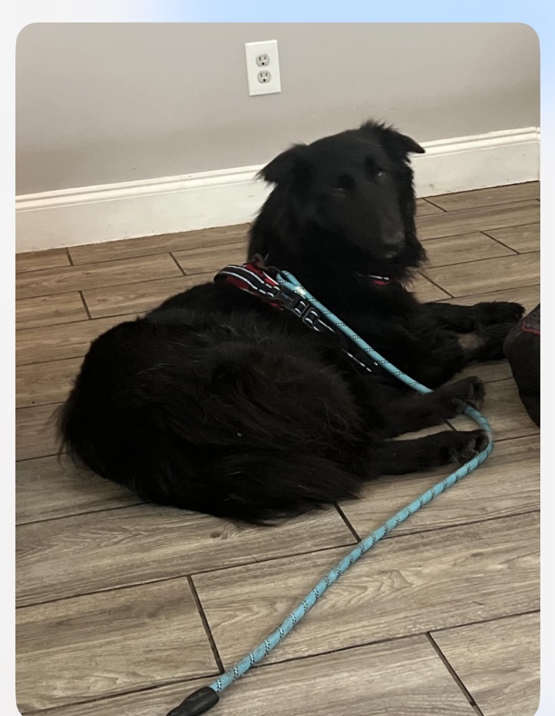 Roman, an adoptable Belgian Shepherd / Sheepdog, Australian Shepherd in Waynesville, GA, 31566 | Photo Image 5