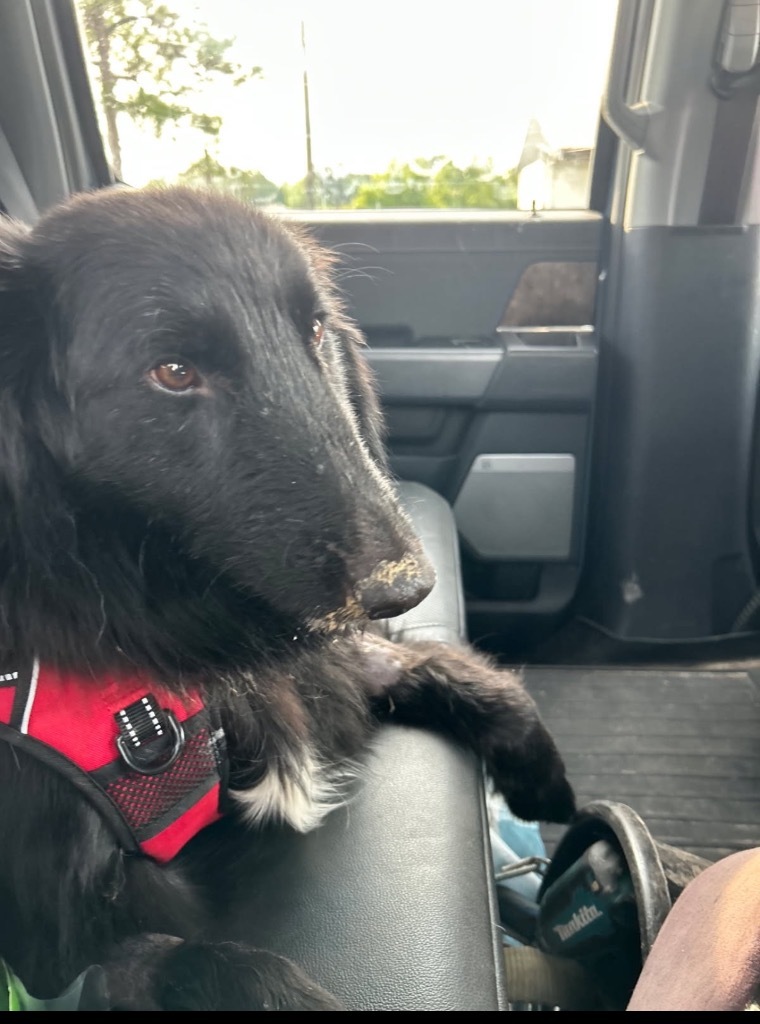 Roman, an adoptable Belgian Shepherd / Sheepdog, Australian Shepherd in Waynesville, GA, 31566 | Photo Image 6