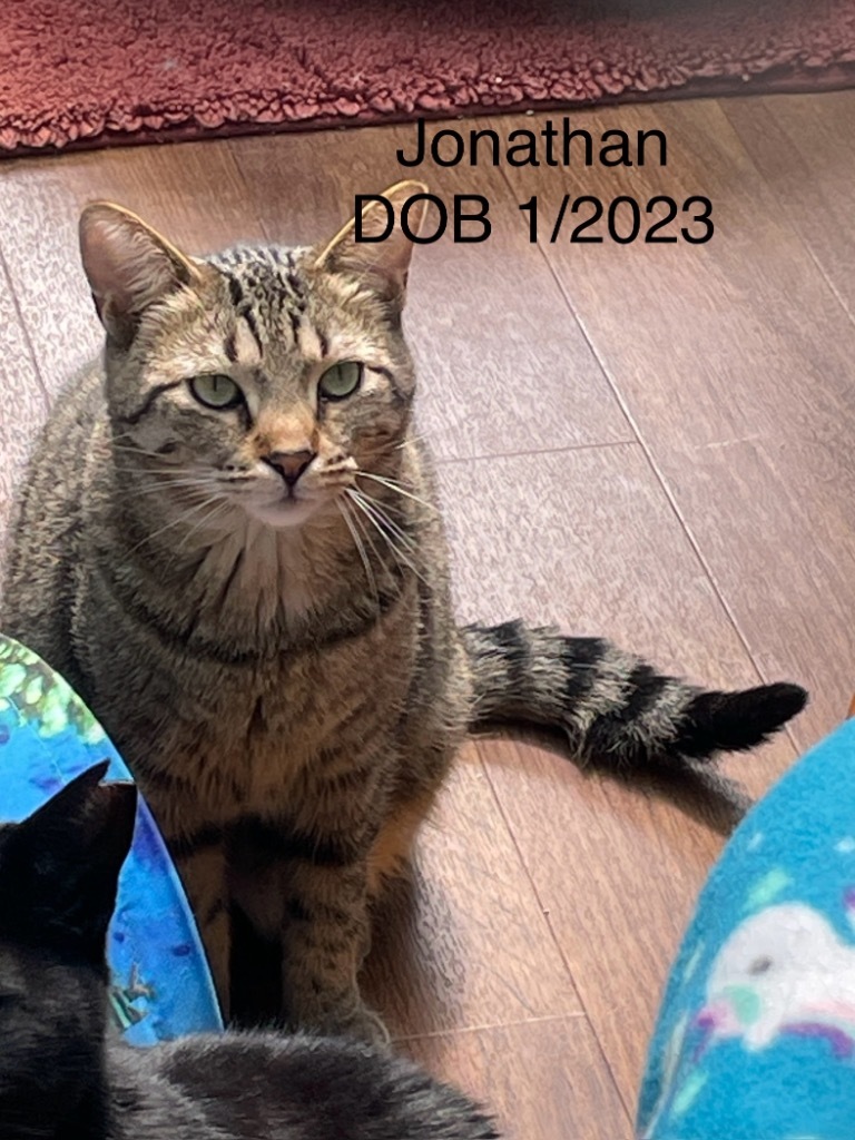 Jonathan, an adoptable Domestic Short Hair in Crossville, TN, 38555 | Photo Image 1