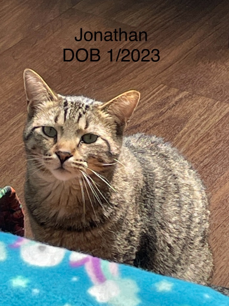 Jonathan, an adoptable Domestic Short Hair in Crossville, TN, 38555 | Photo Image 2