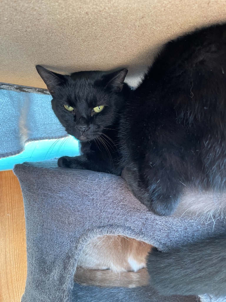 Joyce, an adoptable Domestic Short Hair in Crossville, TN, 38555 | Photo Image 2